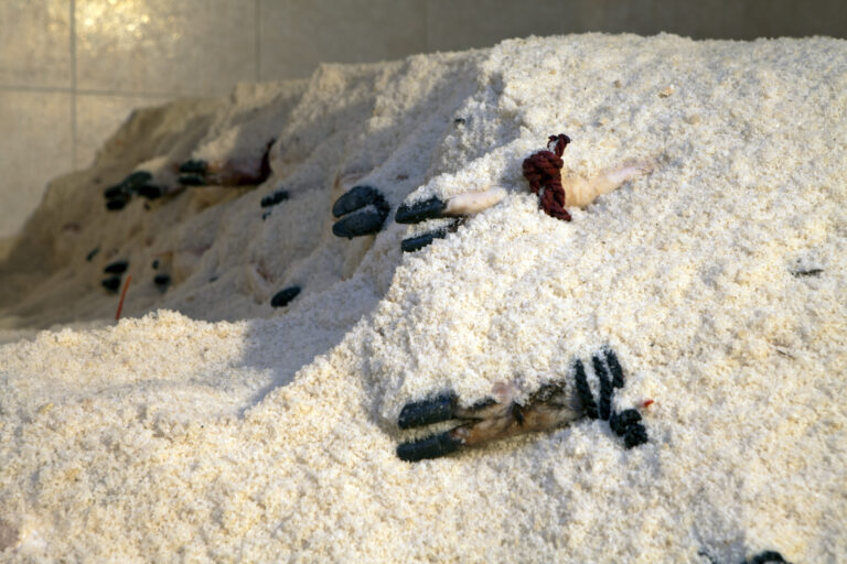 Salado de Jamón ibérico Montesierra