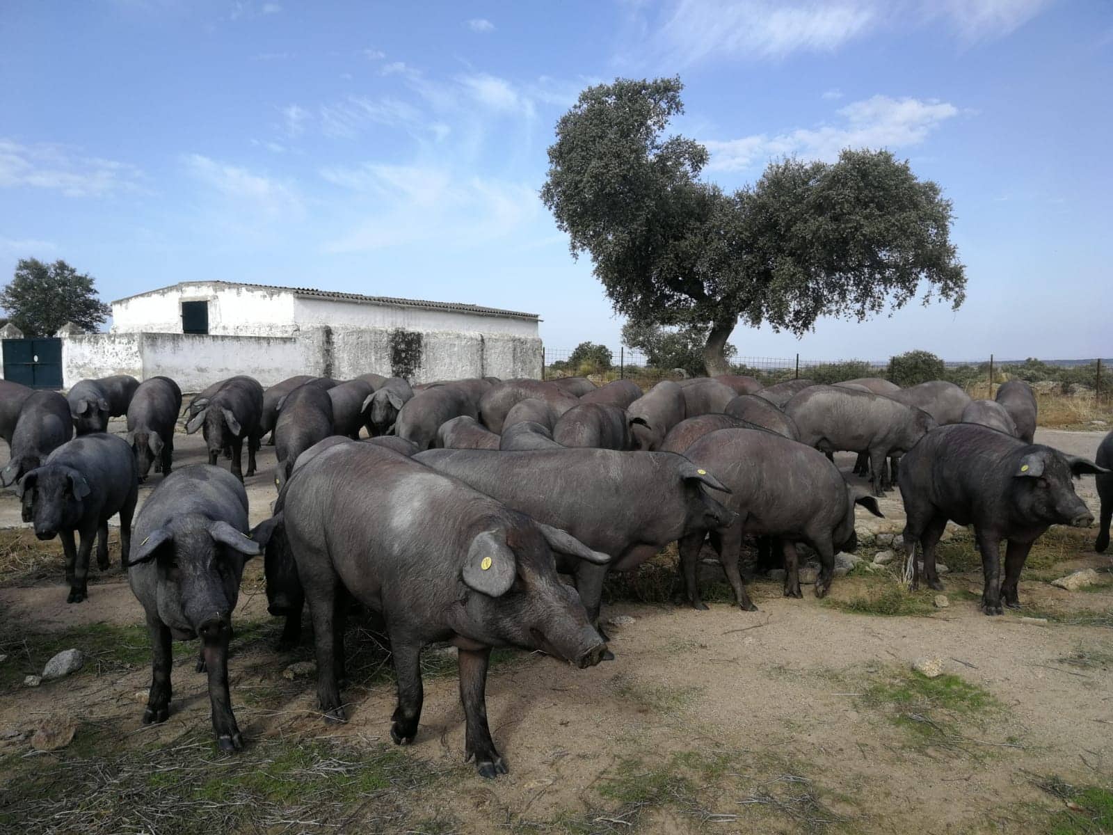 Cerdos ibéricos de Montesierra
