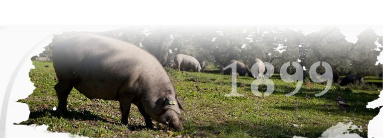 Queso Payoyo: una joya de la gastronomía andaluza