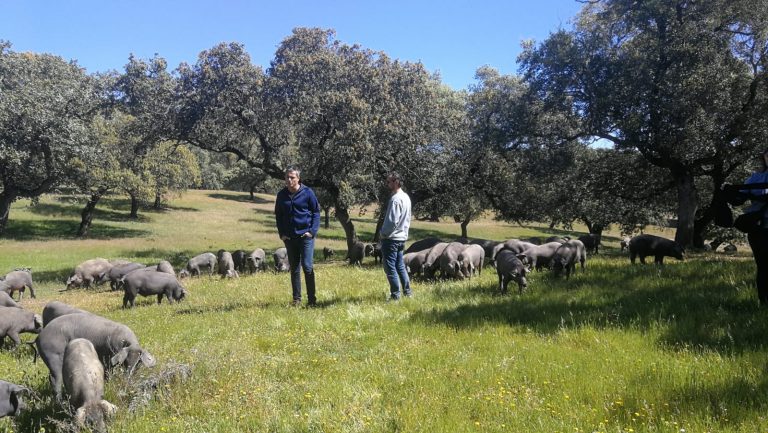 Francia se acerca más al jamón ibérico: una expedición gala visita Montesierra