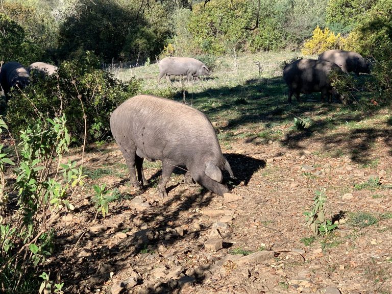Curiosidades sobre la montanera, la campaña de bellota y el cerdo ibérico